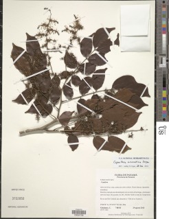 Copaifera aromatica image