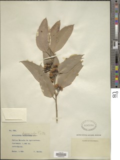 Image of Eucalyptus diversicolor
