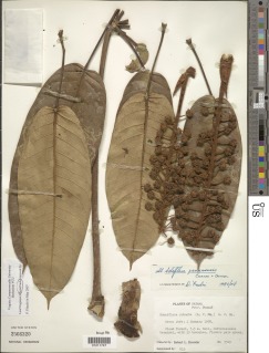 Schefflera panamensis image