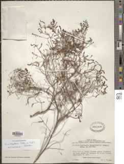 Erica benguelensis image