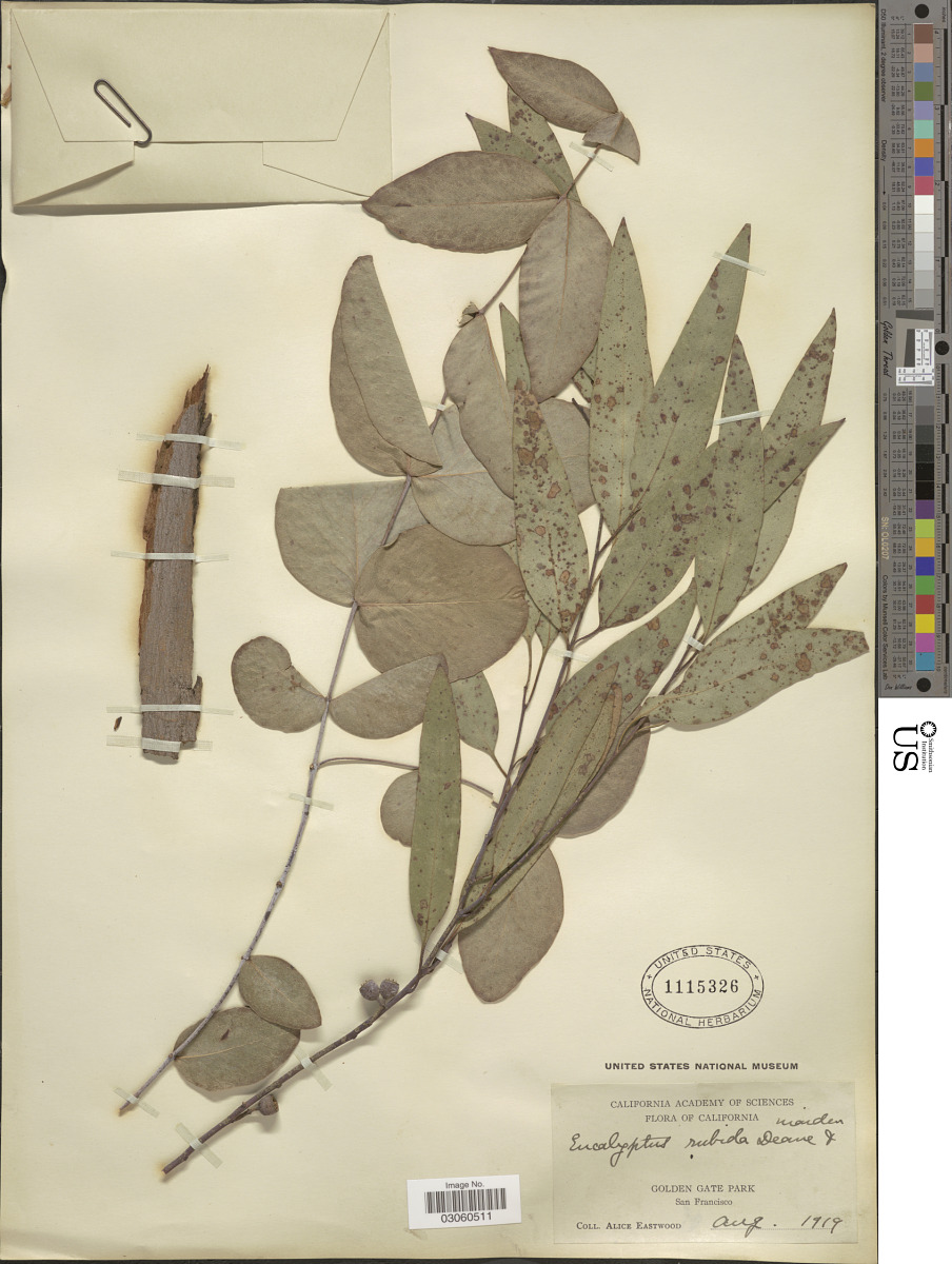 Eucalyptus image