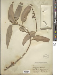 Eucalyptus resinifera image