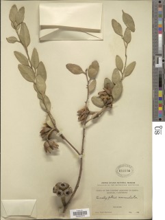 Image of Eucalyptus annulata