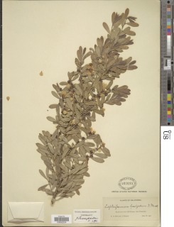 Leptospermum laevigatum image