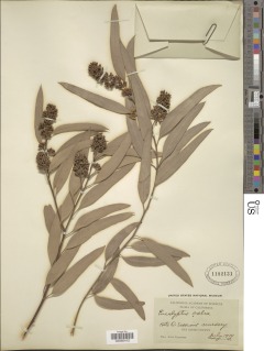Image of Eucalyptus crebra