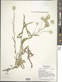Pseudognaphalium stramineum image