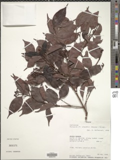 Syzygium staudtii image