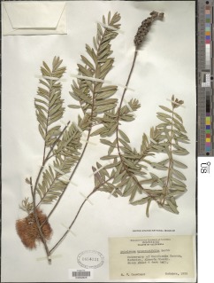 Melaleuca hypericifolia image