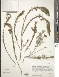 Chamelaucium uncinatum image