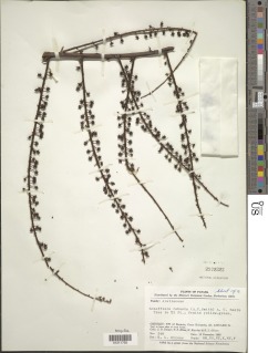 Image of Schefflera robusta