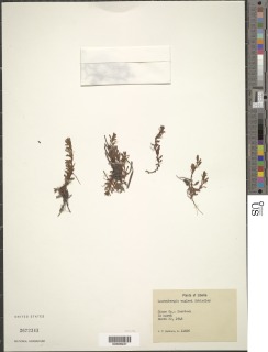 Laurembergia repens image