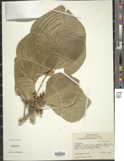 Oreopanax guatemalensis image