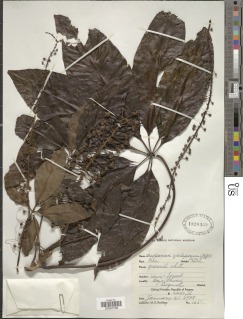 Oreopanax xalapensis image