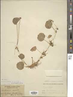 Image of Hydrocotyle verticillata