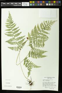 Dryopteris knoblochii image