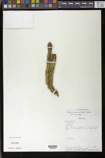 Phlegmariurus ocananus image