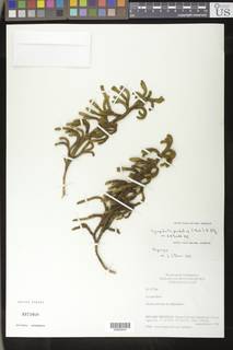 Palhinhaea pendulina image