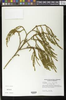 Palhinhaea riofrioi image