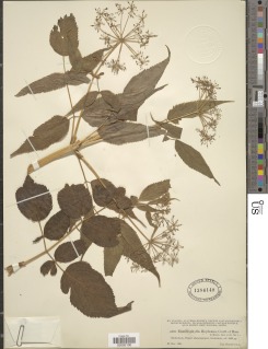 Enantiophylla heydeana image