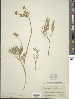 Lomatium triternatum var. macrocarpum image