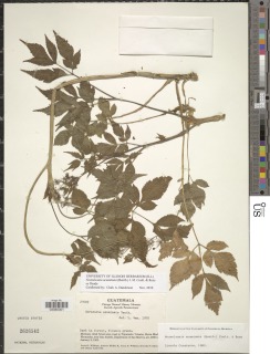 Image of Neonelsonia acuminata