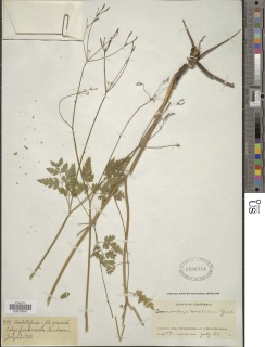 Osmorhiza mexicana image