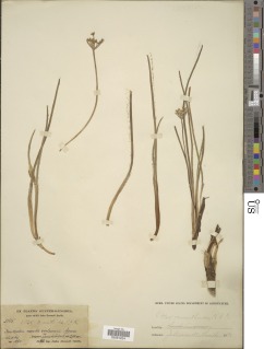 Ottoa oenanthoides image