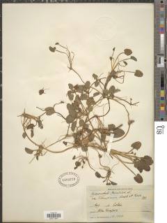 Image of Centella asiatica