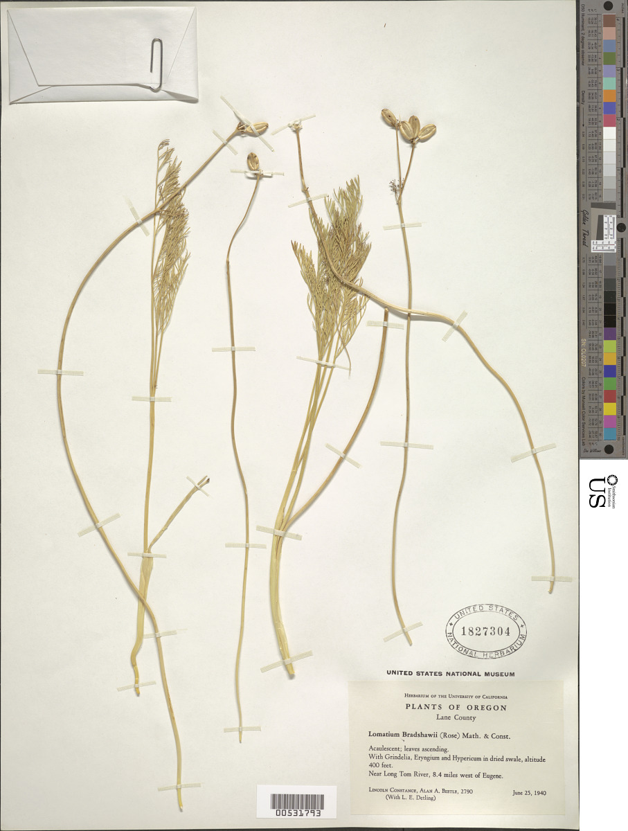Lomatium bradshawii image