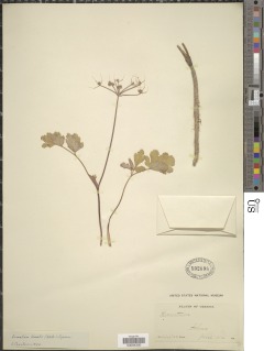 Lomatium howellii image