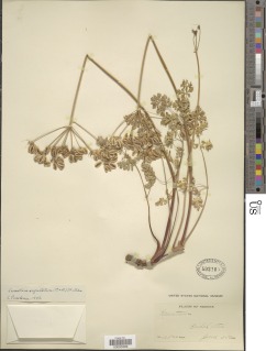 Lomatium martindalei image