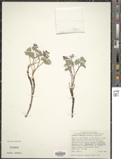 Lomatium shevockii image