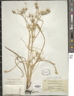 Eryngium aristulatum var. aristulatum image