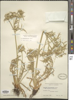 Image of Eryngium pinnatisectum