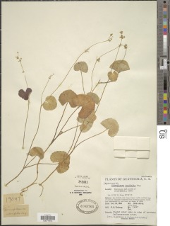 Micropleura renifolia image