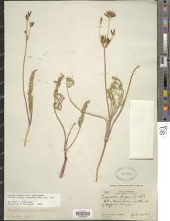 Lomatium bicolor image