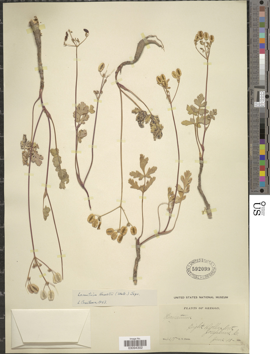 Lomatium howellii image