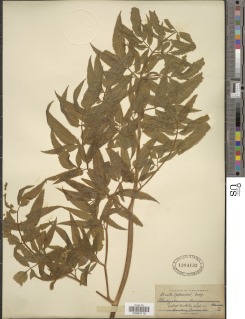 Cicuta maculata image