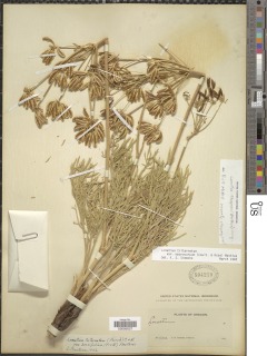 Image of Lomatium thompsonii