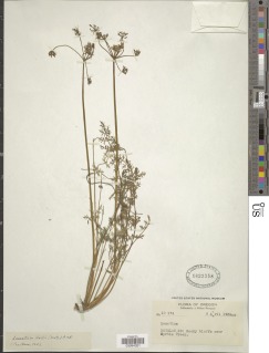Lomatium hallii image