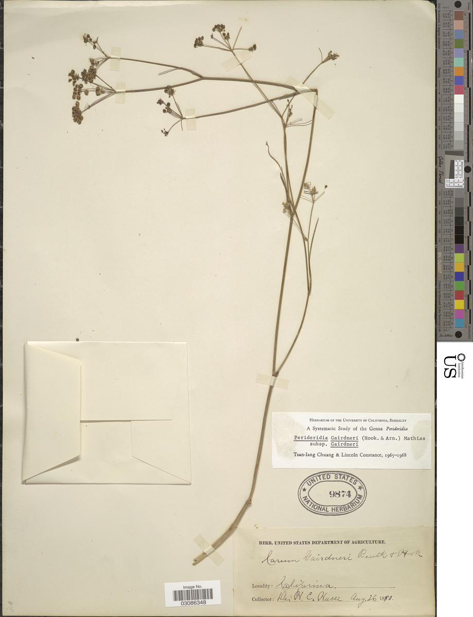 Perideridia gairdneri subsp. gairdneri image