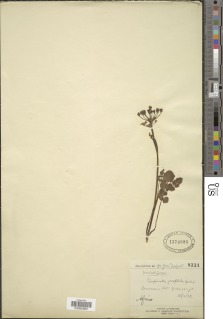 Pimpinella oreophila image
