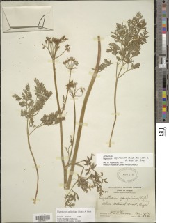 Ligusticum apiifolium image