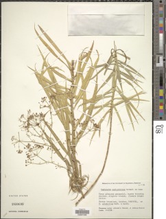Image of Bupleurum salicifolium