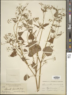 Image of Spananthe paniculata