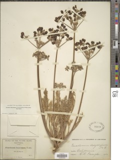Lomatium dasycarpum subsp. dasycarpum image