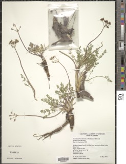 Lomatium hendersonii image