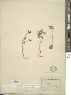 Lomatium canbyi image