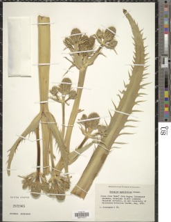Image of Eryngium agavifolium