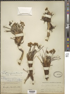 Cymopterus panamintensis image